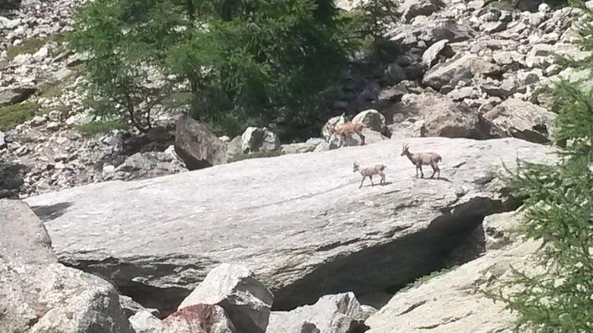 Ibex in Val Veny