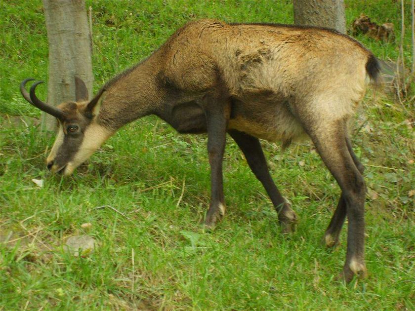 Deer in the Parc