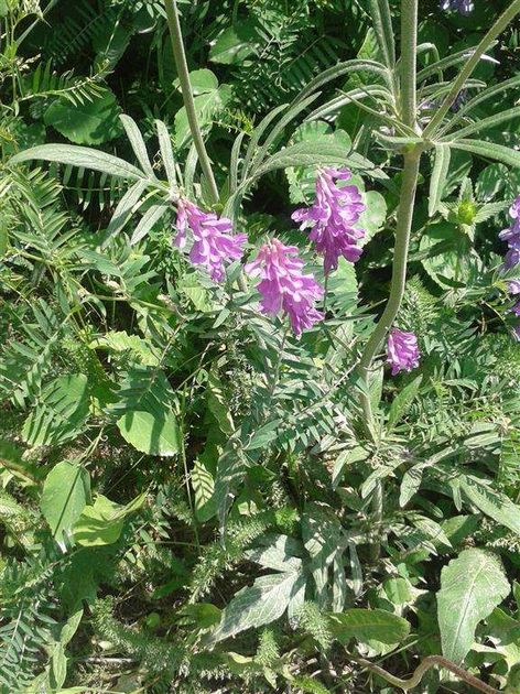 Mountain Flora