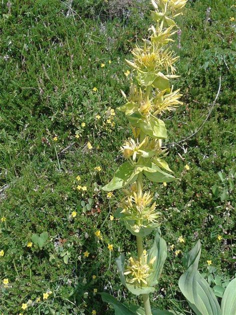 Mountain Flora