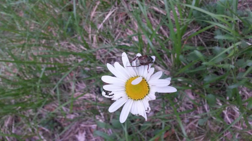 Bug on Dasisy!!