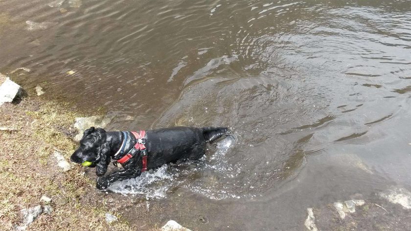 The dogs enjoying a swim at Lake Fallere