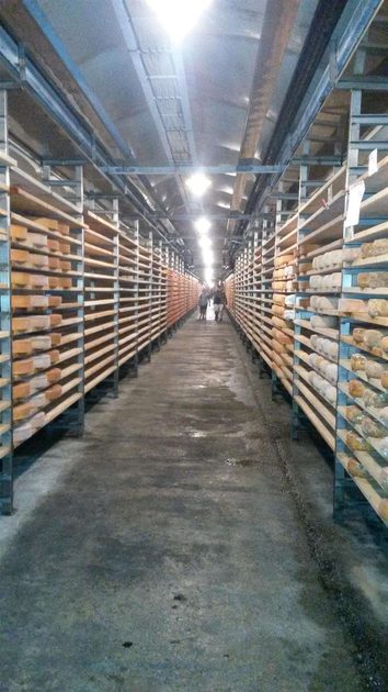 Fontina Cheeses being stored Valpelline