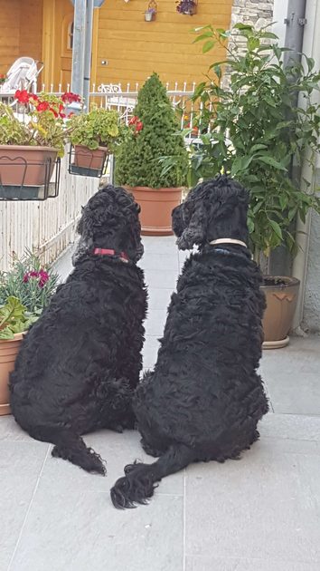 Max and Peluche, our very friendly resident cocker spaniels
